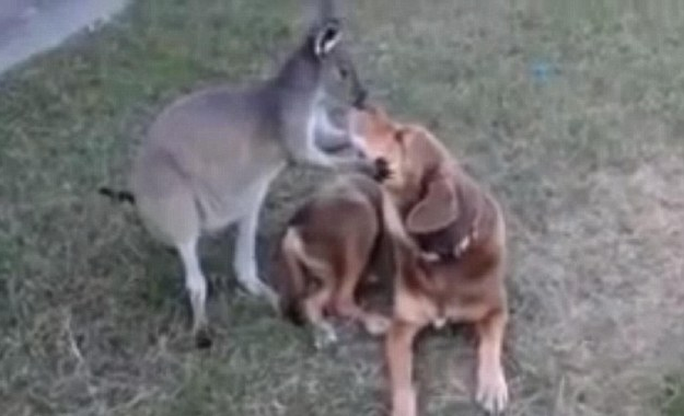 Hångla, Video, Hund, Leslie Rush, Känguru, Sötchock